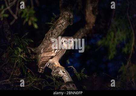 Hibou géant de l'aigle (Bubo lacteus) la nuit dans un arbre, Afrique du Sud juin Banque D'Images