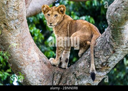 Lion (Panthera leo) a puditer un arbre - seulement trois populations de lions sont connus pour faire ceci habituellement, secteur Ishasha, la reine Elizabeth NP, Ouganda Banque D'Images