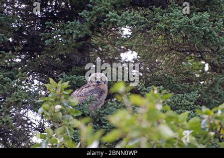 Grand hibou gris qui s'enfuit sur un arbre Banque D'Images