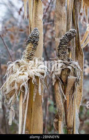 Maïs en hiver, recouvert de givre Banque D'Images