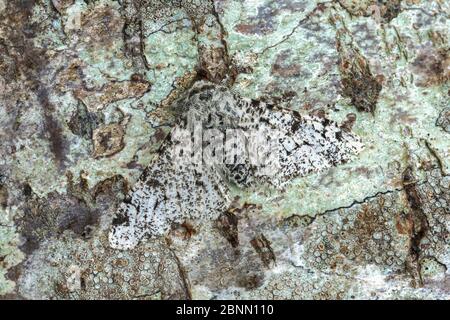 Forme de couleur claire de la teigne poivrée (Biston betularia). Camouflage, Drumnadrochit, Inverness, Écosse, août. Banque D'Images