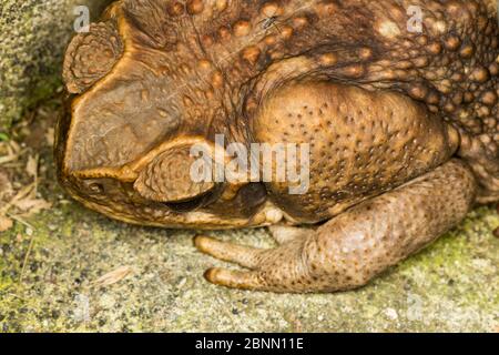 Crapaud de canne (Rhinella marina) montrant la glande parotoïde massive (poison) derrière son oeil. Costa Rica. (Anciennement Bufo marinus) Banque D'Images