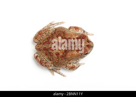 Berber toad (Sclerophrys mauritanica) sur fond blanc, captif d'Afrique du Nord. Banque D'Images