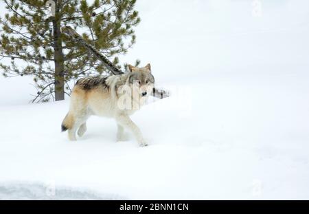 Gray Wolf (Canis lupus) marchant dans la neige, parc national de Yellowstone, Wyoming, États-Unis février Banque D'Images