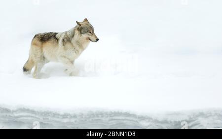 Gray Wolf (Canis lupus) marchant dans la neige, parc national de Yellowstone, Wyoming, États-Unis février Banque D'Images