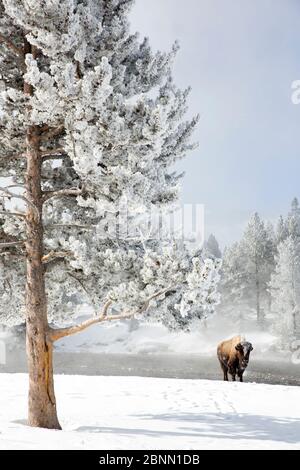 Bison (Bison bison) marcher sous arbre couvert de givre, le Parc National de Yellowstone, Wyoming, USA, Février Banque D'Images