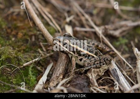 Grenouille de brochet juvénile (Lithobates palustris) près du bord de l'étang, Connecticut, États-Unis Banque D'Images