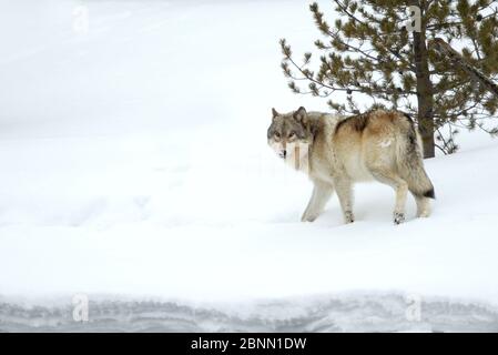 Gray Wolf (Canis lupus) marchant dans la neige, parc national de Yellowstone, Wyoming, États-Unis février Banque D'Images