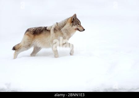 Gray Wolf (Canis lupus) marchant dans la neige, parc national de Yellowstone, Wyoming, États-Unis février Banque D'Images