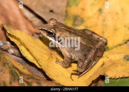 Grenouille de bois (Lithobates sylvaticus) sur les feuilles d'automne, Connecticut, États-Unis, septembre. Banque D'Images