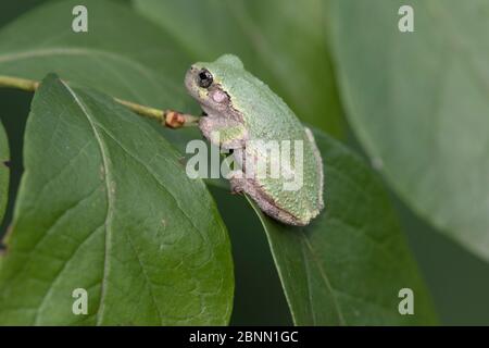 La grenouille grise juvénile (Hyla versicolor) sur la feuille de bleuet; la phase verte juvénile devient gris-vert marbré chez l'adulte, Connecticut, USA, se Banque D'Images