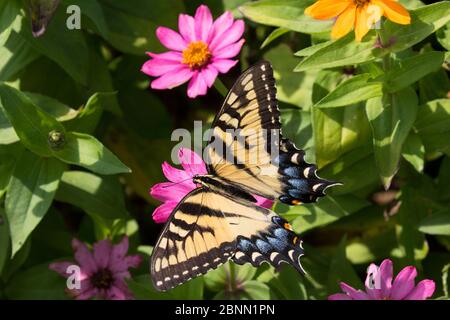 Tigre de l'est papillon à queue de cygne (Papilio glaucus) nectarissant sur la fleur dans le jardin de la ferme, Connecticut, États-Unis Banque D'Images