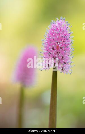 Le rose marécageux (Helonias bullata) se trouve dans l'est des États-Unis. Jardins botaniques de l'Université d'Utrecht, pays-Bas, mai 2013. Banque D'Images