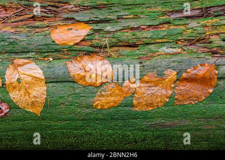 feuilles automnales sur bois mort, image d'arrière-plan Banque D'Images