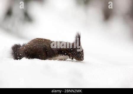 Écureuil roux (Sciurus vulgaris) morphe mélaniste qui se forme dans la neige profonde, Crans Montana, les Alpes, Wallis, Suisse. Février Banque D'Images