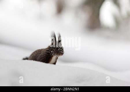 Écureuil roux (Sciurus vulgaris) morphe mélanistique dans la neige profonde, Crans Montana, les Alpes, Wallis, Suisse. Février Banque D'Images