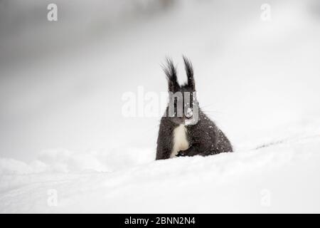 Écureuil roux (Sciurus vulgaris) à fourrure mélanistique dans la neige profonde, Crans Montana, les Alpes, Wallis, Suisse. Février Banque D'Images