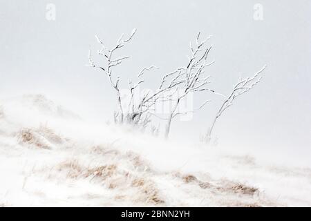 Arbre couvert de glace et de neige pendant le gel avec des vents violents, Hohneck montagne, Vosges, France, janvier Banque D'Images