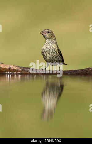 Siskin (Carduelis spinus), enfant buvant dans un étang de jardin, Écosse, Royaume-Uni. Juillet. Banque D'Images