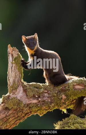 Pine Marten (Martes martes) sur le bois déchu, Perthshire, Écosse, Royaume-Uni, mai. Banque D'Images