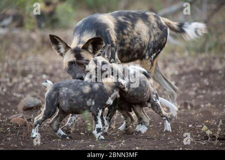 Chiots de chiens sauvages africains (Lycaon pictus) jouant, réserve privée de gibier de Zimanga, KwaZulu-Natal, Afrique du Sud, juin. Banque D'Images