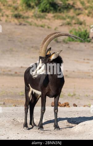 Sable (Hippotragus niger), Parc national de Chobe, Botswana, juin Banque D'Images