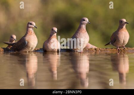 Criques riantes (Streptopelia senegalensis) à l'eau. Réserve de gibier privée Zimanga, KwaZulu-Natal, Afrique du Sud. Juin. Banque D'Images