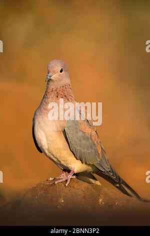 La colombe rieuse (Streptopelia senegalensis). Réserve de gibier privée Zimanga, KwaZulu-Natal, Afrique du Sud. Juin. Banque D'Images