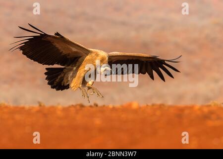 Vautour à dos blanc (Gyps africanus) volant pour se nourrir. Réserve de gibier privée Zimanga, KwaZulu-Natal, Afrique du Sud. Septembre. Banque D'Images