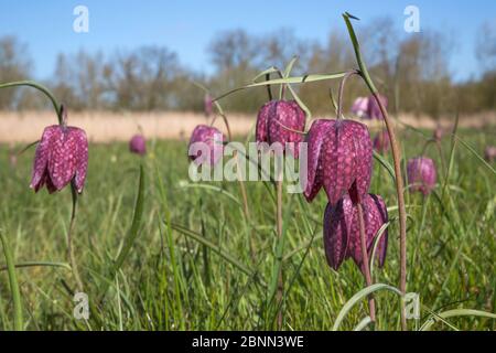 Frise de Snakeshead (Fritilaria meleagris) à Iffley Meadow, Oxford. Avril. Banque D'Images