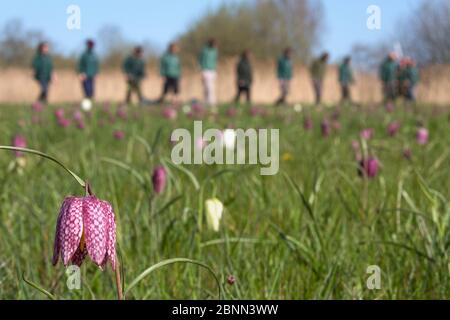 Des bénévoles de la Wildlife Trust arpentage des fleurs de Fritlarillare de Snakeshead (Fritilaria meleagris). Iffley Meadow, Oxford. Avril. Banque D'Images