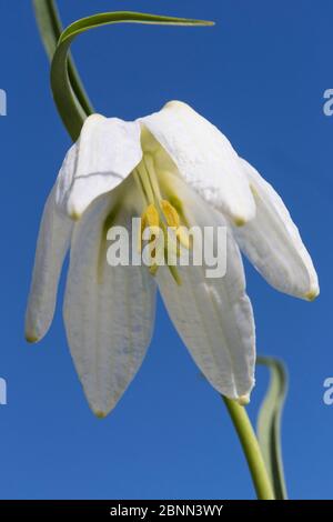 Fritillaire à tête de serpent (Frittilaria meleagris), Iffley Meadow, Oxford, avril Banque D'Images