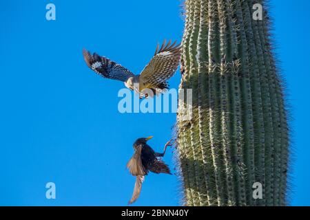 Pic à bois Gila (Melanerpes uropygialis) défendant le trou de nid dans un cactus Saguaro de Starling (Sturnus vulgaris) Arizona, Etats-Unis. Banque D'Images