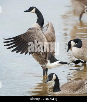 Bernaches du Canada (Branta canadensis), ailes de prémenage et d'étirement, refuge national de faune Cibola, Arizona, États-Unis, janvier. Banque D'Images