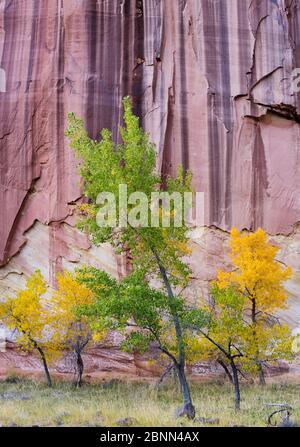 Freemont Cottonwood (Populus fremontii) en automne, parc national Capitol Reef, Utah, Amérique, octobre. Banque D'Images