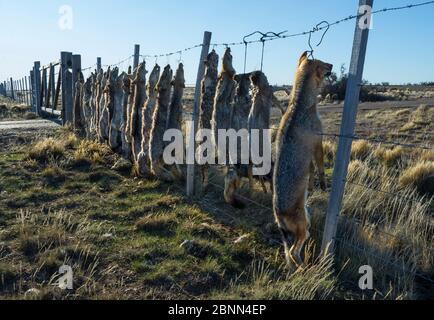 Pampas morts fox (Lycalopex gymnocercus) Gray Fox (Lycalopex culpaeus) et Geffroy's Cat (Oncifelis geoffroyi) tués par les éleveurs de moutons et suspendu jusqu'à d Banque D'Images