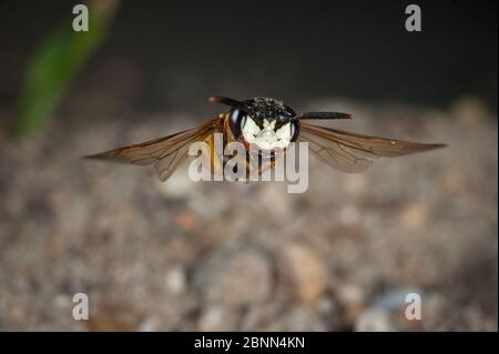 Un beewolf européen (Philanthus triangulum) en vol, Budapest, Hongrie Banque D'Images