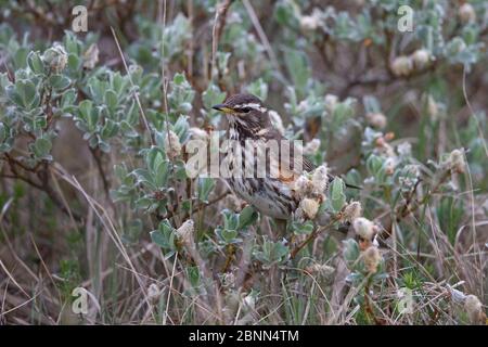 Portrait de Redwing (Turdus iliacus coburni), Islande juin Banque D'Images