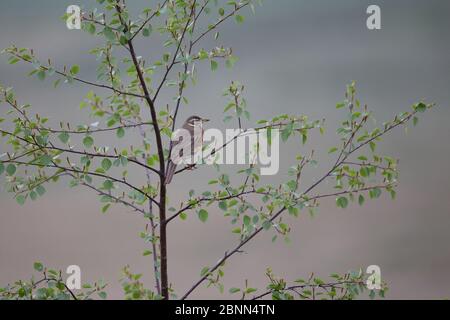 Redwing (Turdus iliacus coburni) Islande juin Banque D'Images