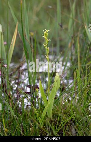 Fène Orchid (Liparis loeselii) Norfolk, Royaume-Uni juin Banque D'Images