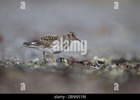 Pondeuses pourpres (Calidris maritima) en cours de recherche sur le rivage, Islande, juin Banque D'Images