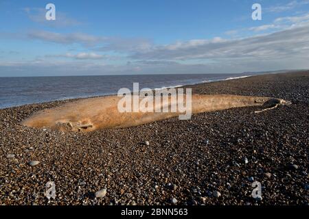 Baleine de Minke du Nord (Balaenoptera acutorostrata) individu mort sur la plage, Norfolk, Royaume-Uni janvier Banque D'Images