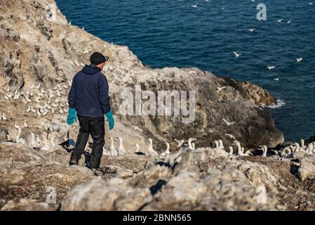 Chercheur d'oiseaux de mer approchant de la colonie de gannet du Nord (Morus bassanus), île de Grassholm, pays de Galles, Royaume-Uni. Octobre Banque D'Images