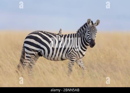 Zèbre de Burchell (Equus burchellii) avec étoile battante (Creatophora cinerea) à l'arrière, réserve nationale de Masai Mara, Kenya Banque D'Images