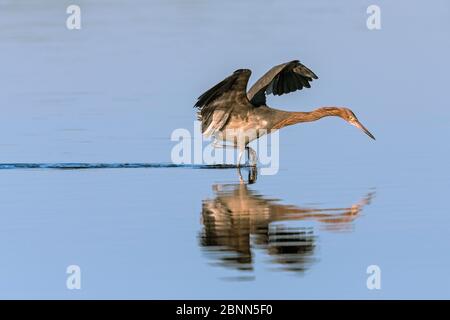 Chasse à l'aigrette rouge (Egretta rufescens), Parc national des Everglades, Floride, États-Unis. Janvier. Banque D'Images