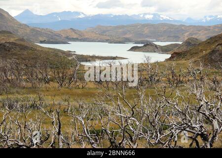 Arbres morts, brûlés par le feu, à travers le pays en face d'un lac dans le parc national Torres del Paine (Parque Nacional Torres del Paine) au Chili. Banque D'Images