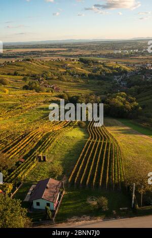 Vue aérienne sur les vignobles en Slovénie Banque D'Images