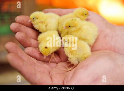 Petits poussins jaunes mignons de jour gros plan dans les mains des hommes. Banque D'Images