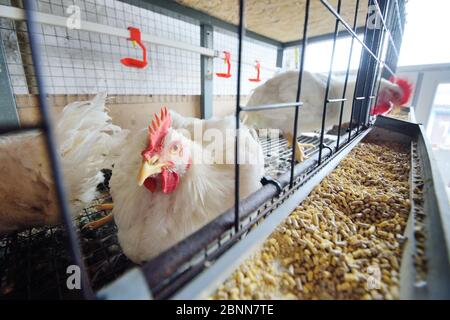 élever des poulets de chair. Les poulets adultes sont assis dans des cages et mangent des aliments composés Banque D'Images