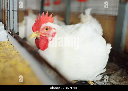 Gros rôteur de poulet à griller assis dans une cage et manger des aliments sur le fond d'une ferme avicole. Banque D'Images